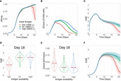 Amount of antigen, T follicular helper cells and affinity of founder cells shape the diversity of germinal center B cells: A computational study